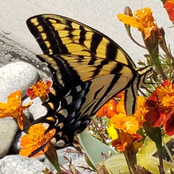 Meet your Posher, Victoria - Picture 6 of 8